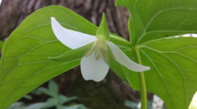 Drooping Trillium. © Sherrie Snyder, iNaturalist, cc-by-nc-4.0