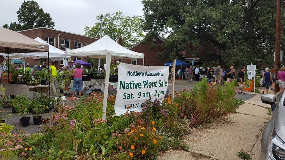 native plant sale. photo by nancy vehrs.