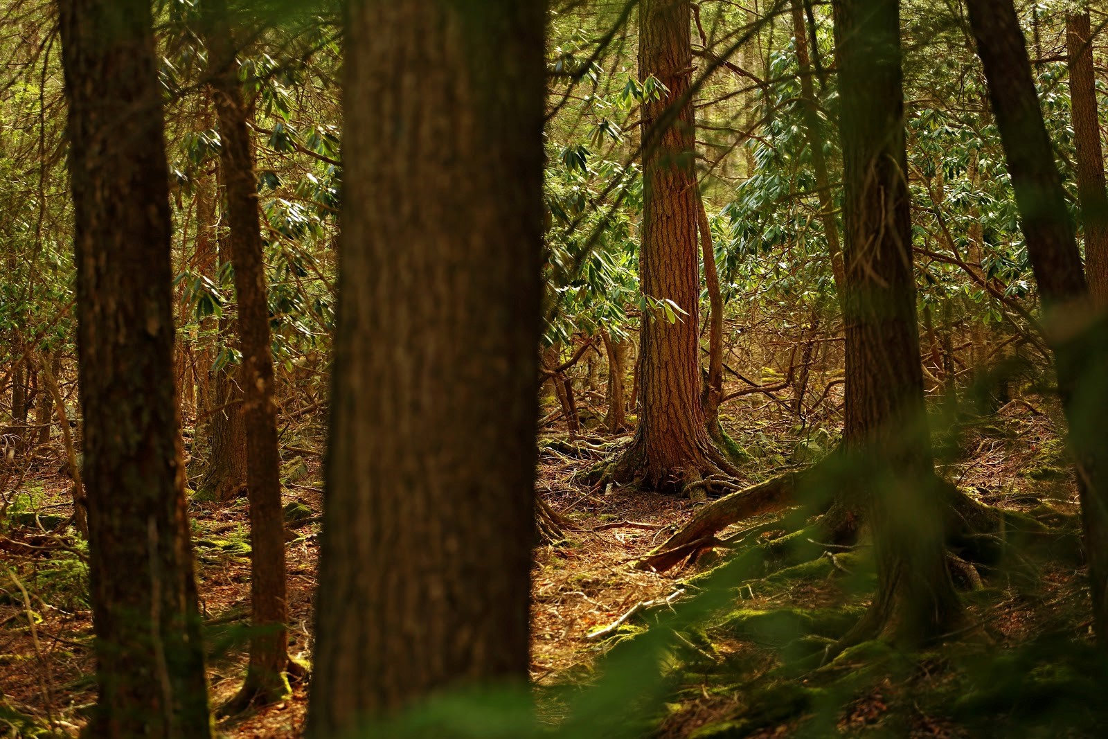 Forest in Virginia