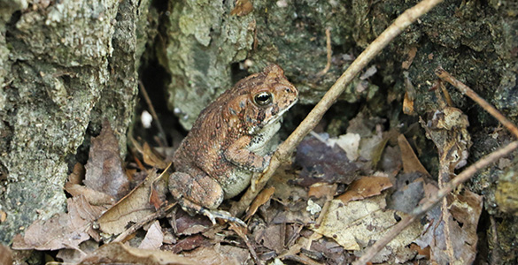 Fowler's toad