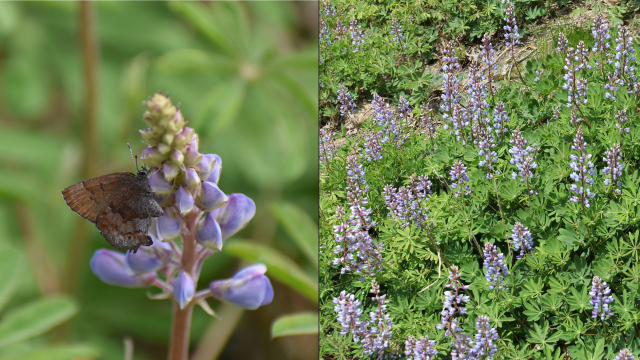 Photo collage with frosted elfin butterfly on sundial lupine; field of lavender sundial lupine.