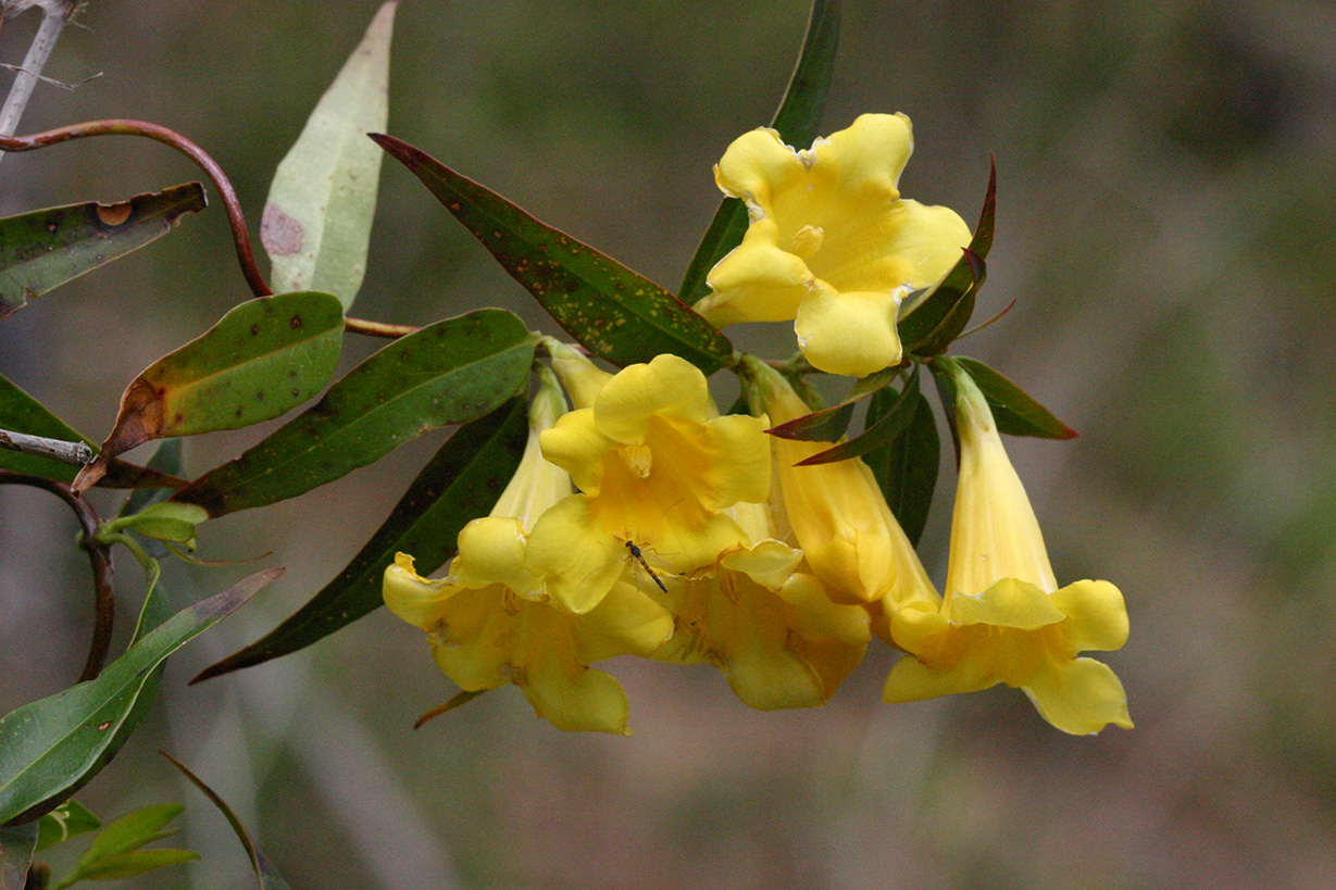 Yellow Jessamine blooms