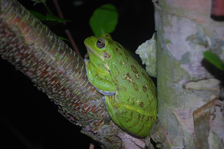 Barking treefrog