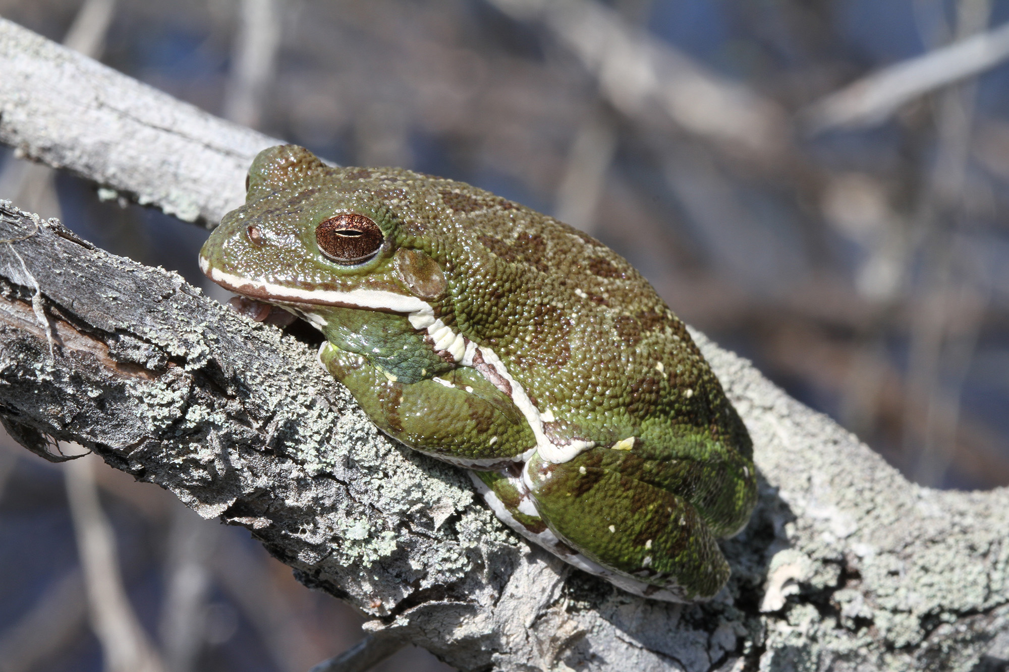 barking treefrog by irv wilson