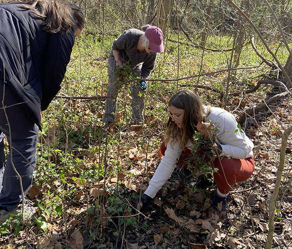 DCR employees pulling invasive plants