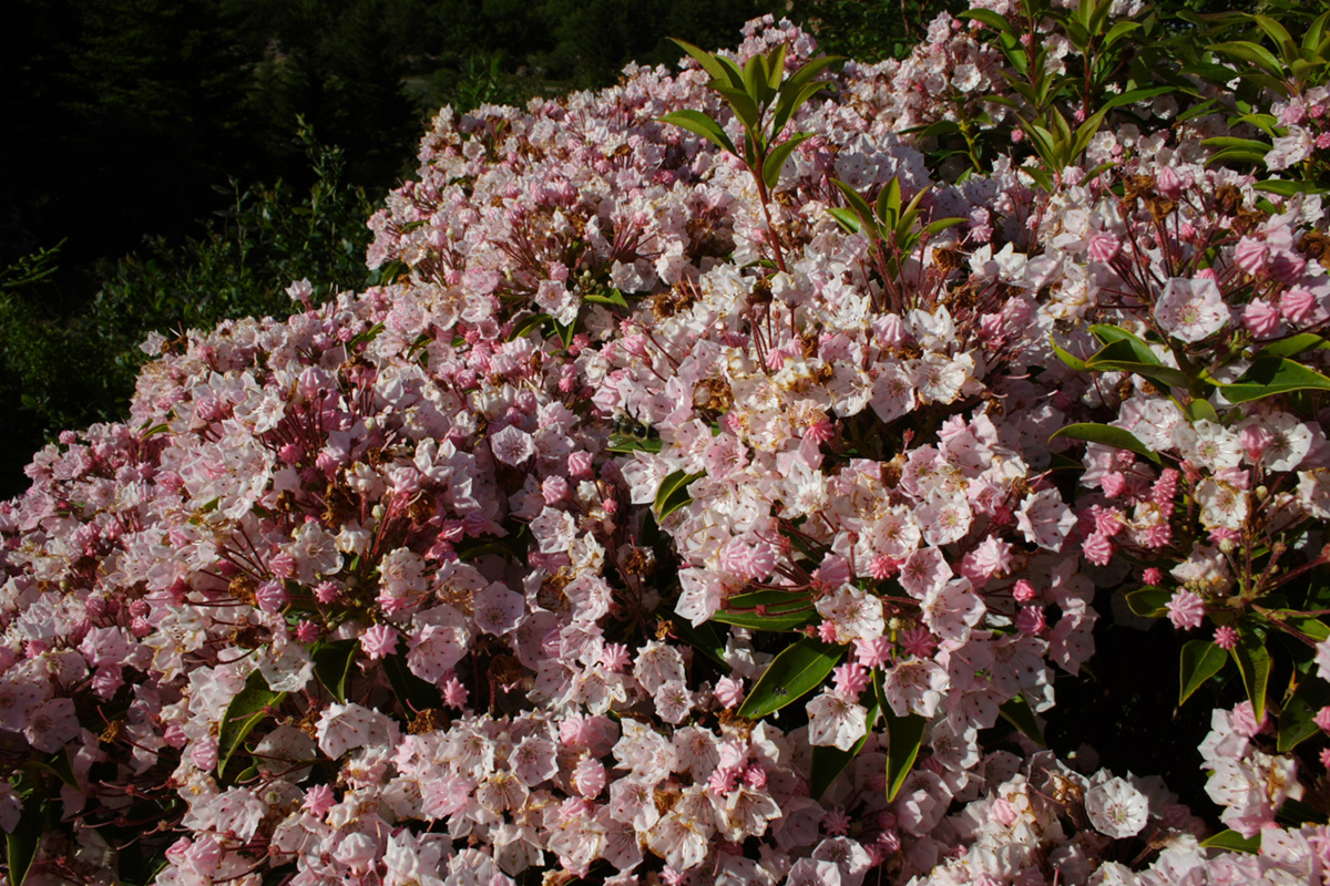 Mountain Laurel blooms