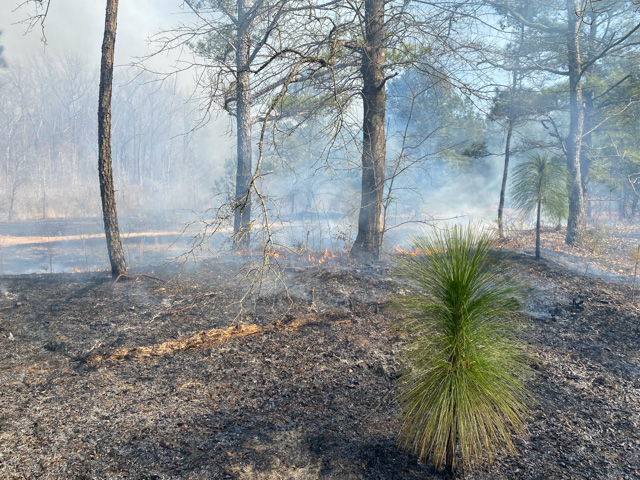 Photograph of young longleaf pine with prescribed burning in the background.