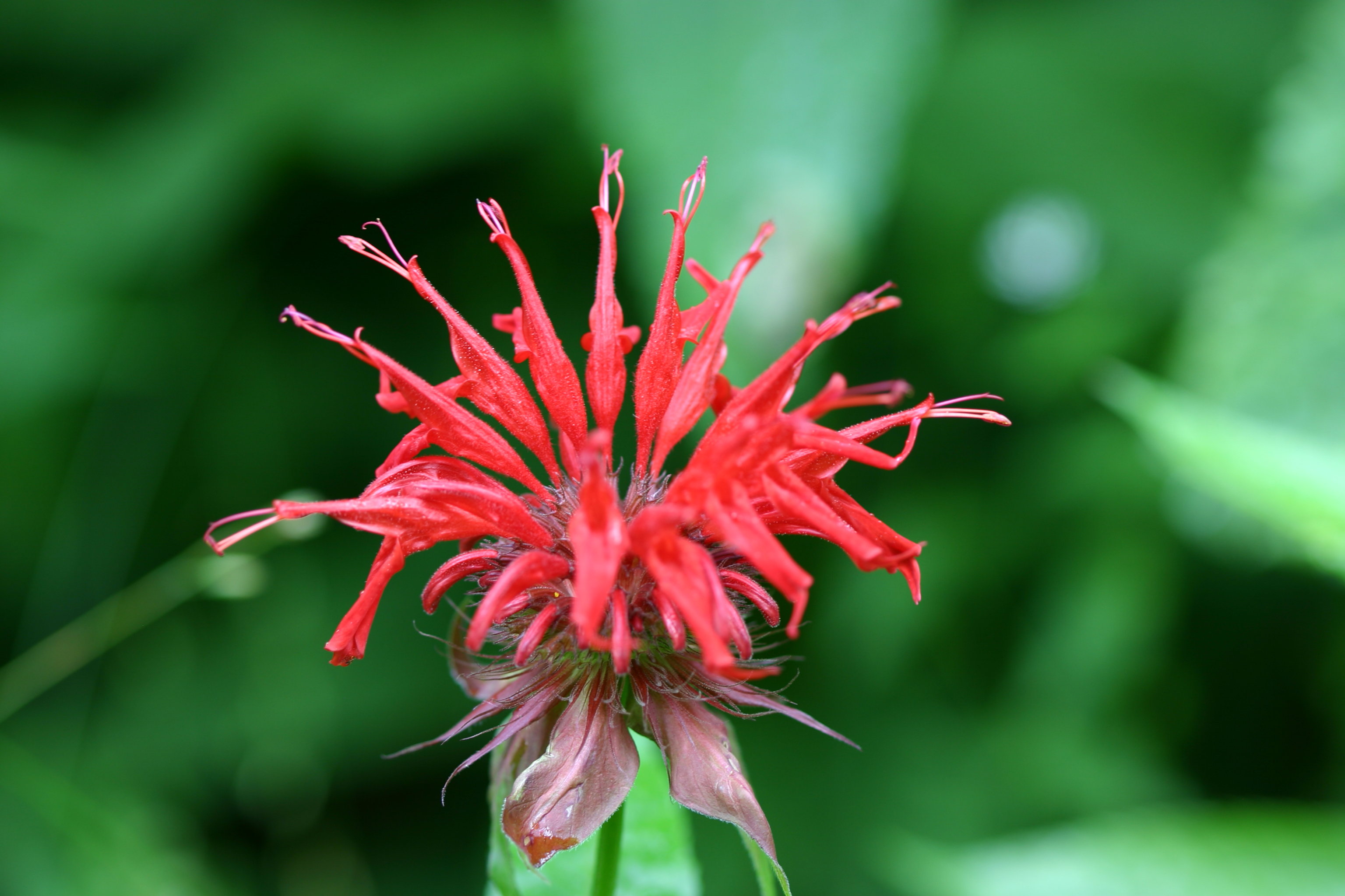 Scarlet Beebalm bloom