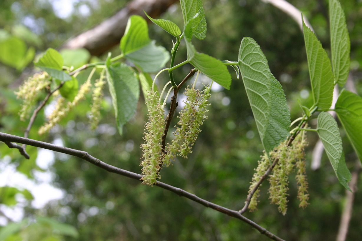 Red Mulberry blooms hanging
