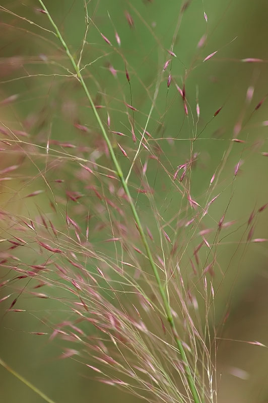 Pink muhly grass (Muhlenbergia capillaris)