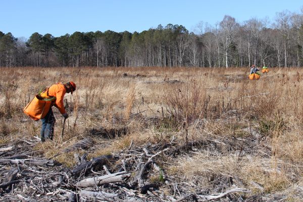 Three workers hauling orange bags plant pine saplings across a field.