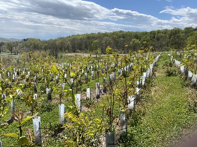 American chestnut plot at Sky Meadows