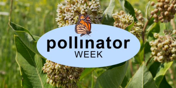 pollinator week