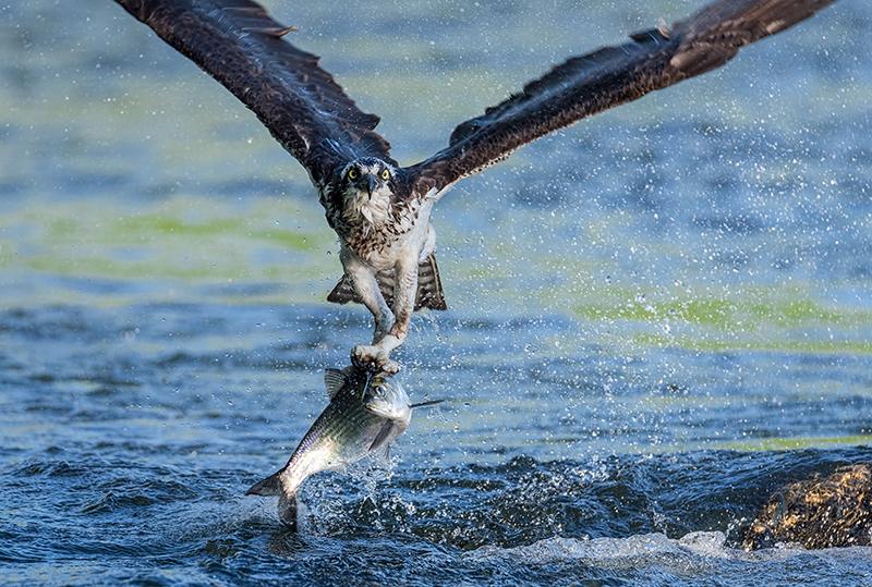 Osprey with large shad. Photo: Edward Episcopo