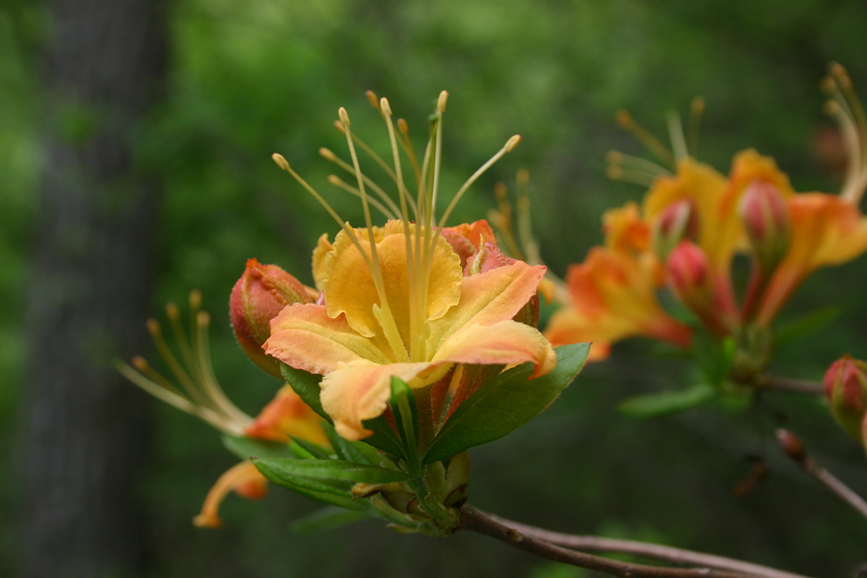 Flame Azalea Bloom