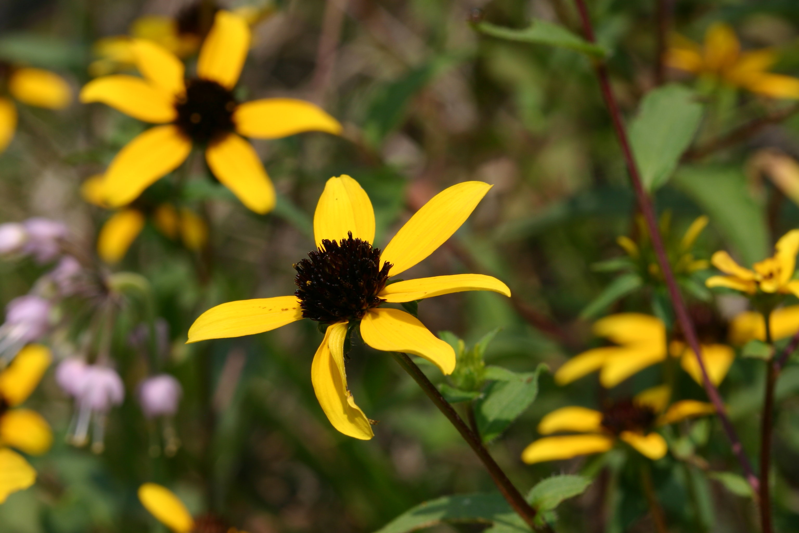 Brown-eyed Susan bloom