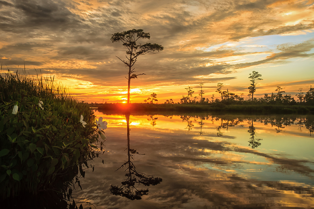 rose mallow sunrise, north landing river, photo by erik moore