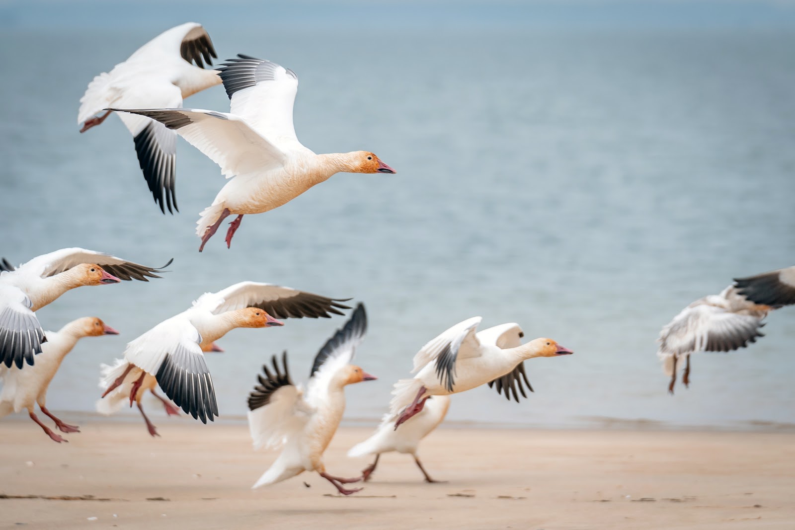 snow geese