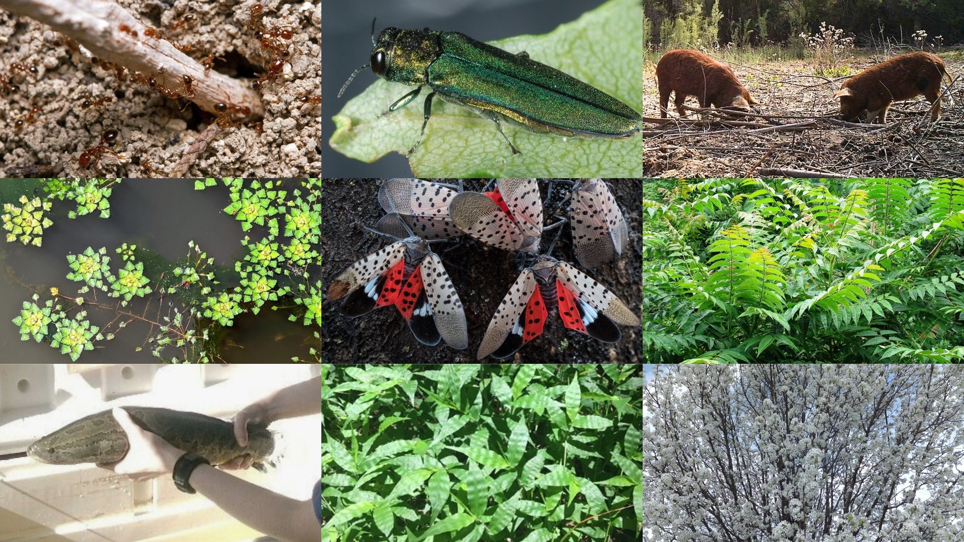 collage of nine species