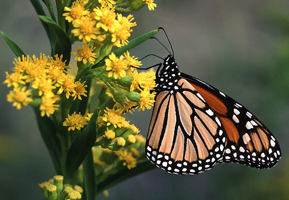 Butterfly on Solidago