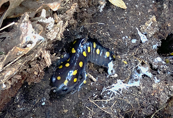 Spotted Salamander