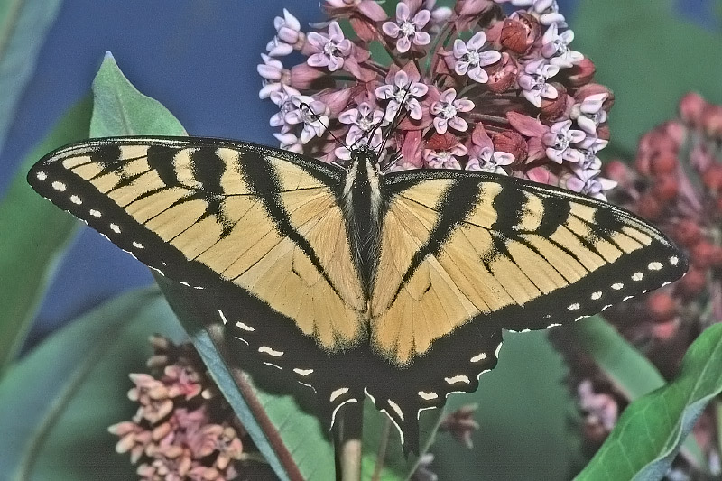 Tiger swallowtail on common milkweed. Photo by Gary P. Fleming.