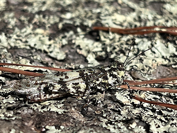 lichen grasshopper Trimerotropis saxatilis