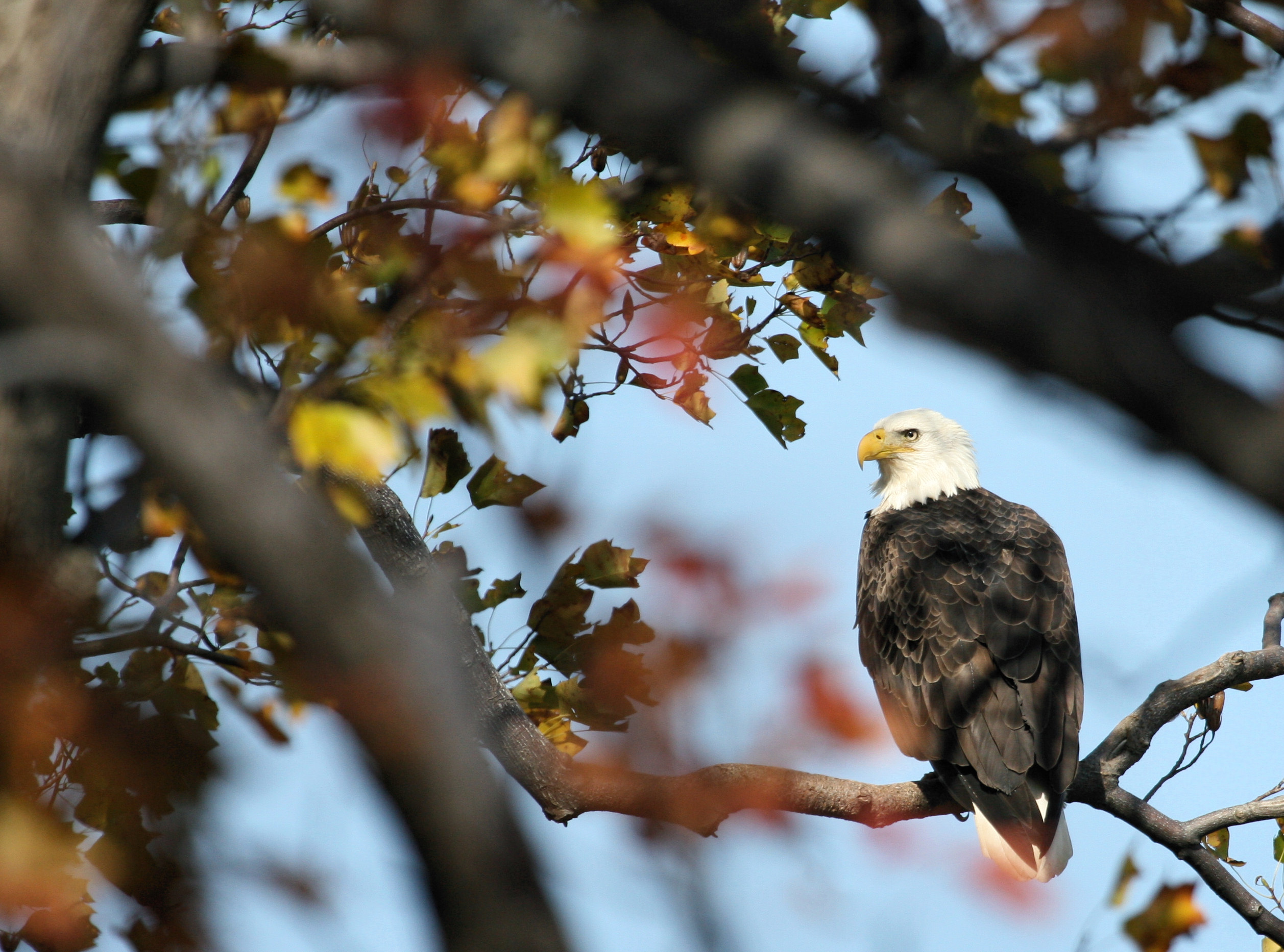 Eagle at Westmoreland State Park