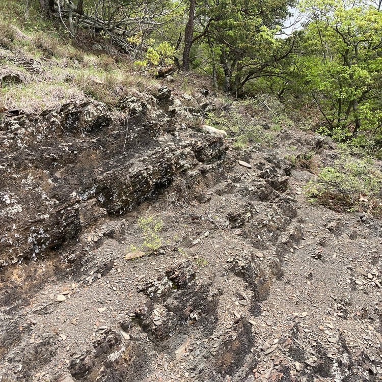 Hundreds of the flowers were found on a large calcium-rich shale barren. Central Appalachian Shale Barrens are a globally uncommon ecosystem that host many locally rare plant and animal species.