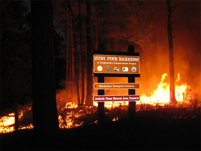 A prescribed burn at Zuni Pine  Barrens in Isle of Wight County, Virginia.