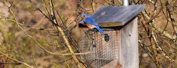 Bluebird