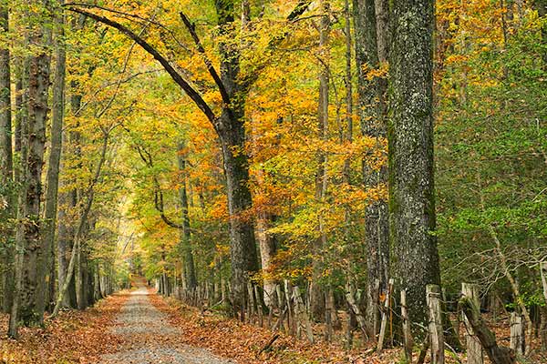 Fall road at Caledon State Park