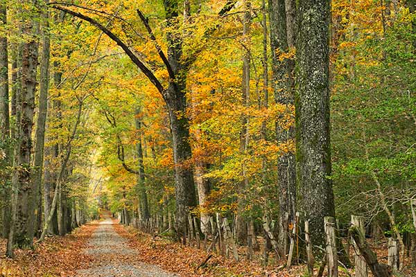 Fall road at Caledon State Park