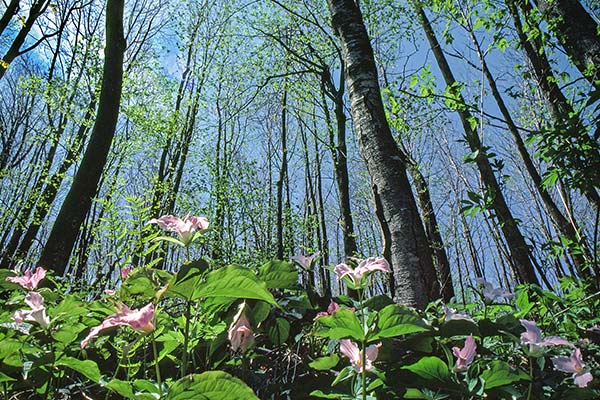 Hightop Forest.