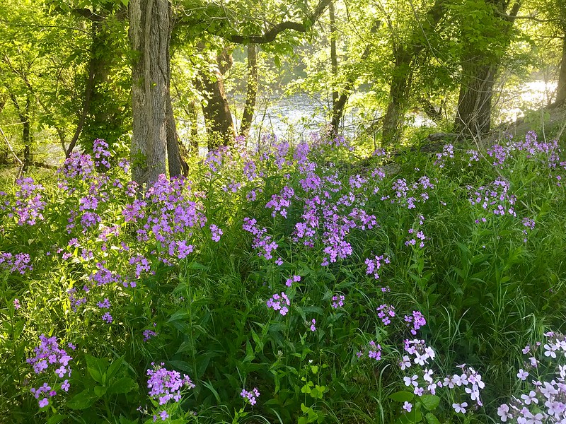 wildflowers