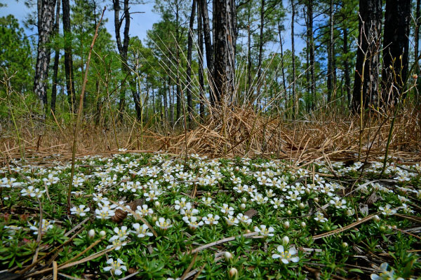 Blackwater Ecological Preserve