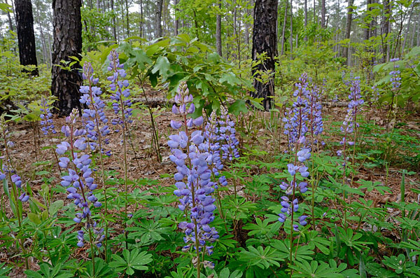 Antioch Pines Natural Area Preserve