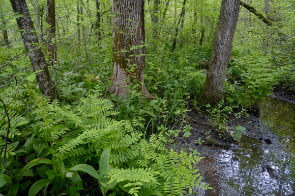 Hickory Hollow Natural Area Preserve