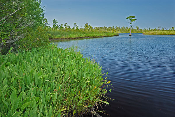 North Landing River Natural Area Preserve
