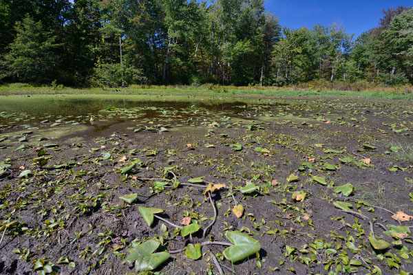 Deep Run Ponds Natural Area Preserve