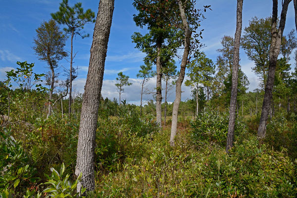 photo of Cherry Orchard bog NAP