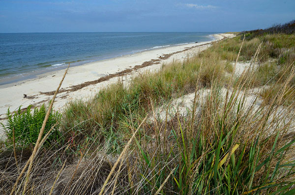 Beach grasses at Pickett