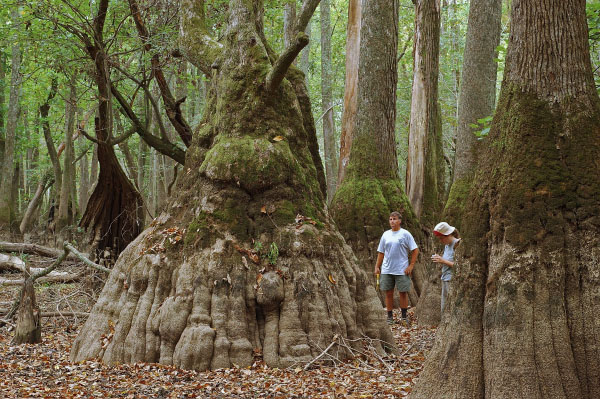 Photo of Cypress Bridge Natural Area Preserve