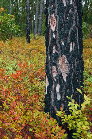 photo of burned longleaf trunk