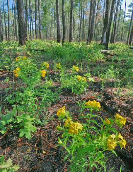 Chub Hill Natural Area Preserve