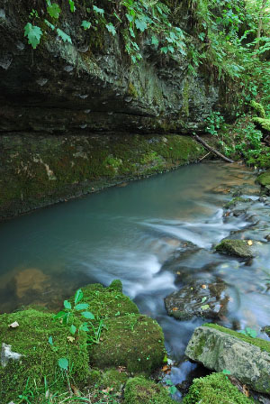 The Cedars Natural Area Preserve