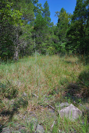 The Cedars Natural Area Preserve