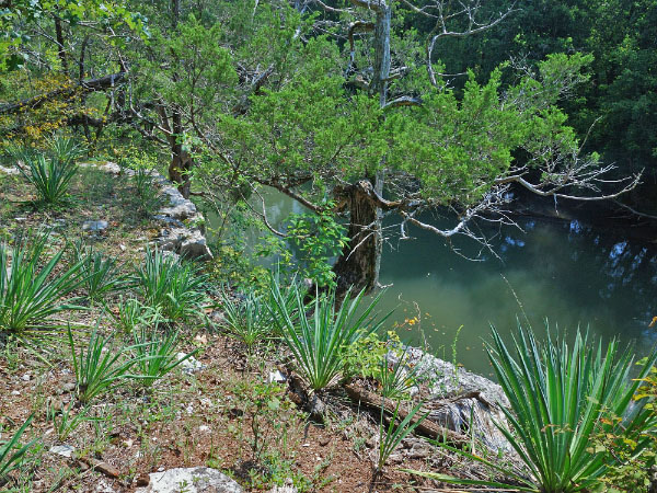 Fletcher Ford Natural Area Preserve