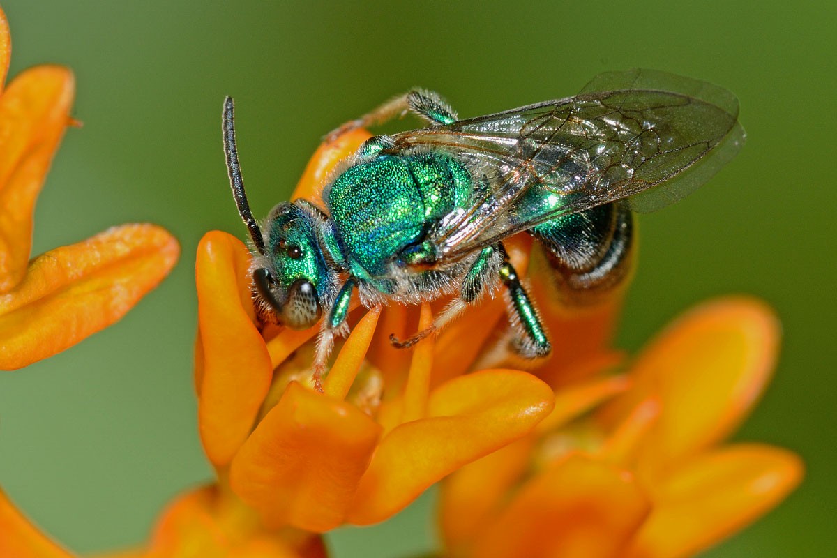 A sweat bee