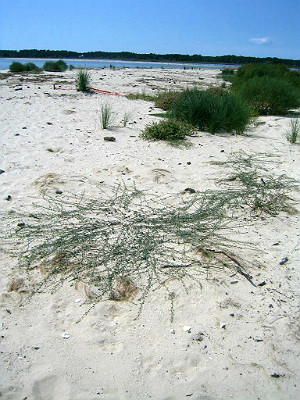 Bethel Beach Natural Area Preserve